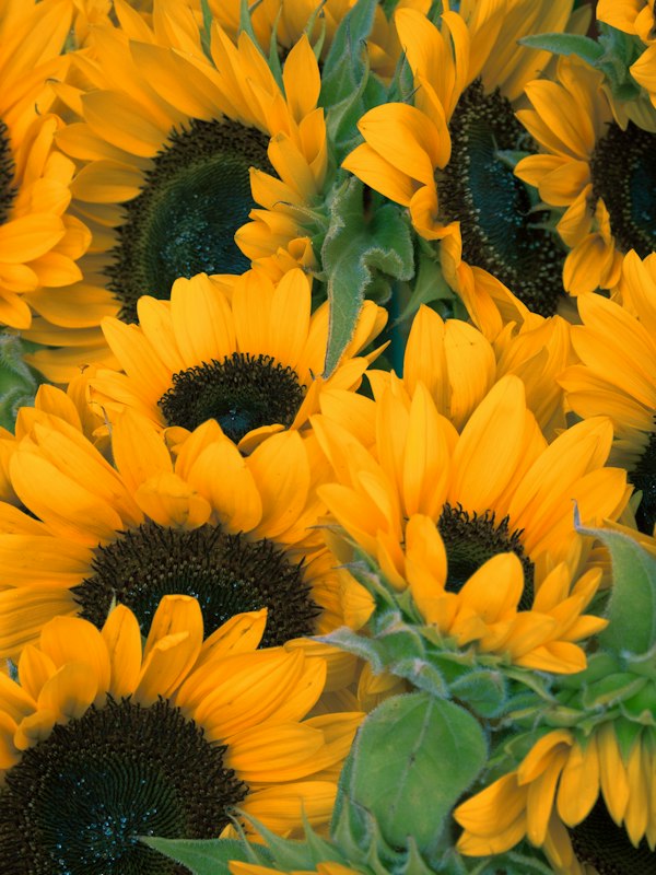Sunflowers