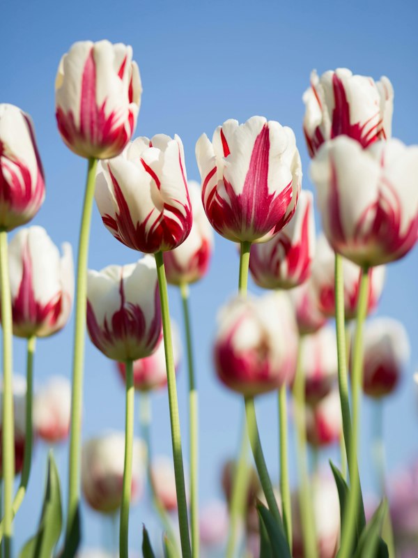Red and white tulips