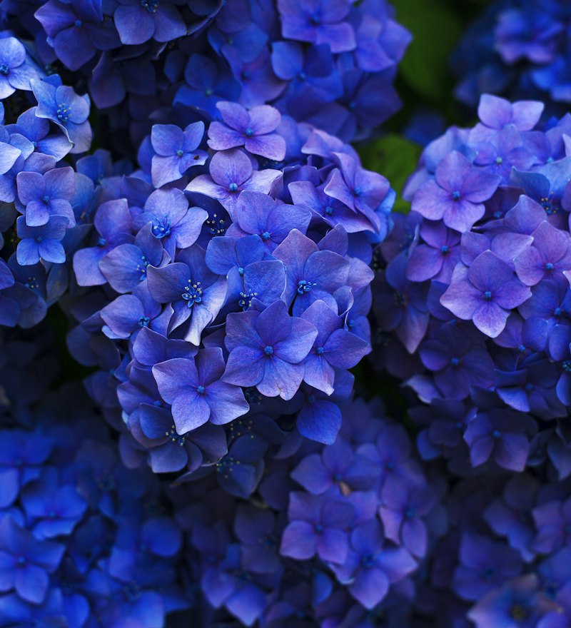 Blue hydrangeas