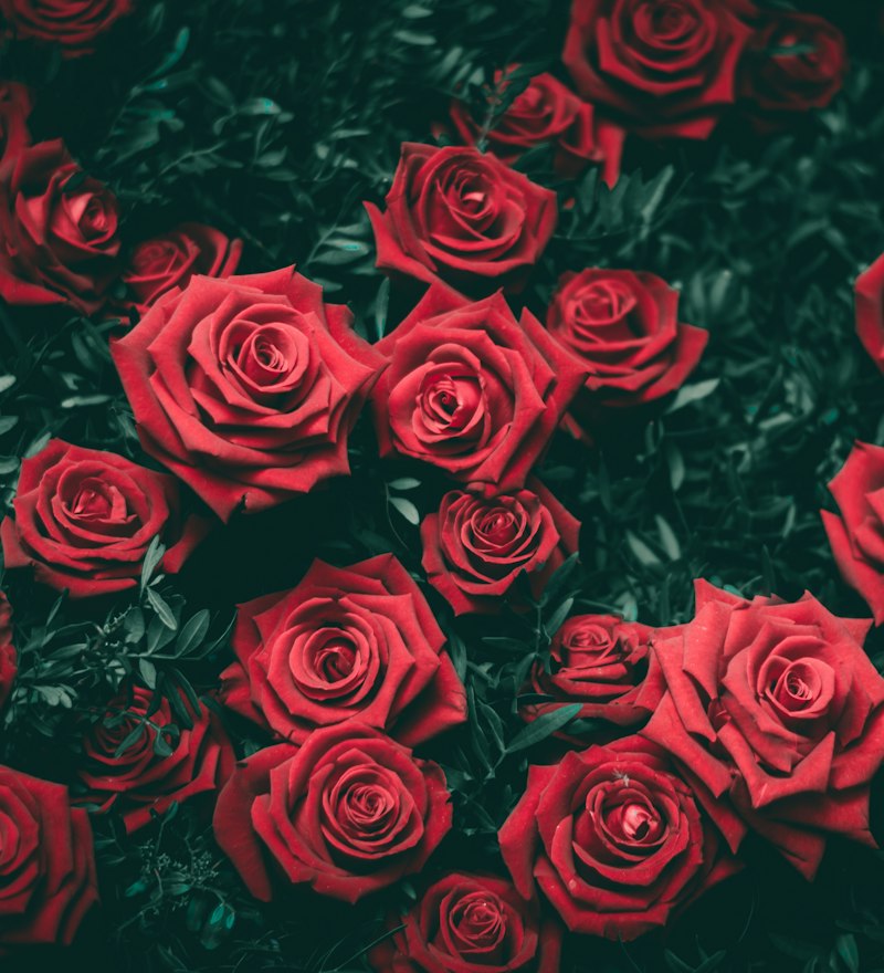 Deep red roses