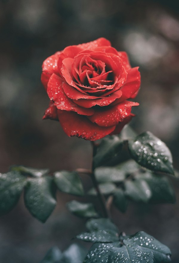 A single red rose