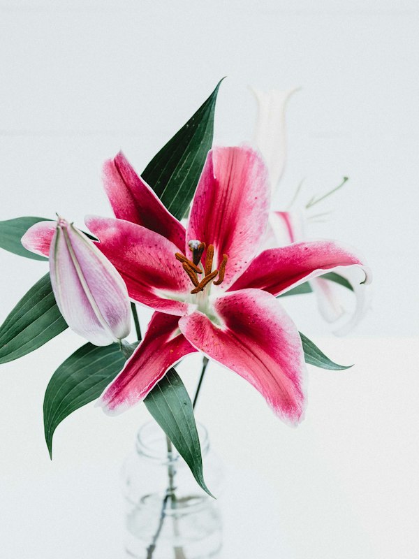 Stargazer lily