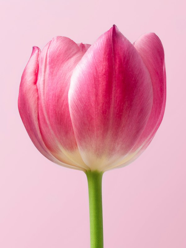 Pink tulip on a pink background