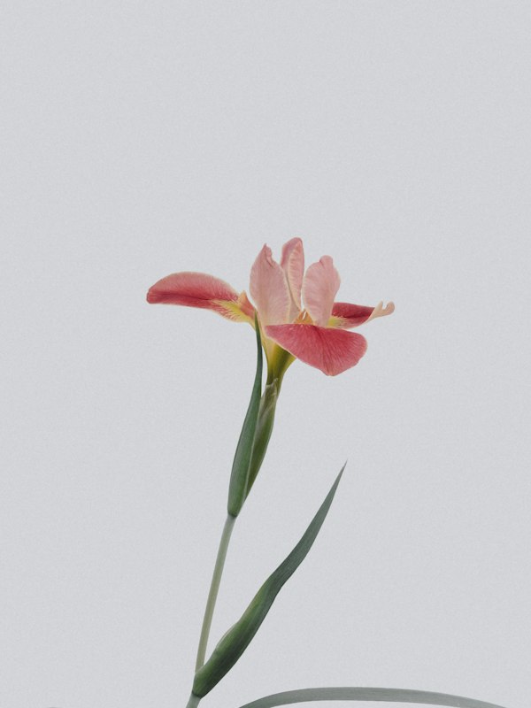 A single pink stem