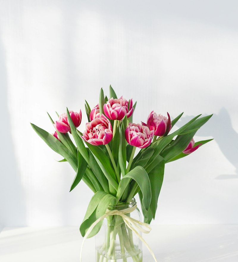 Pink tulips in a vase