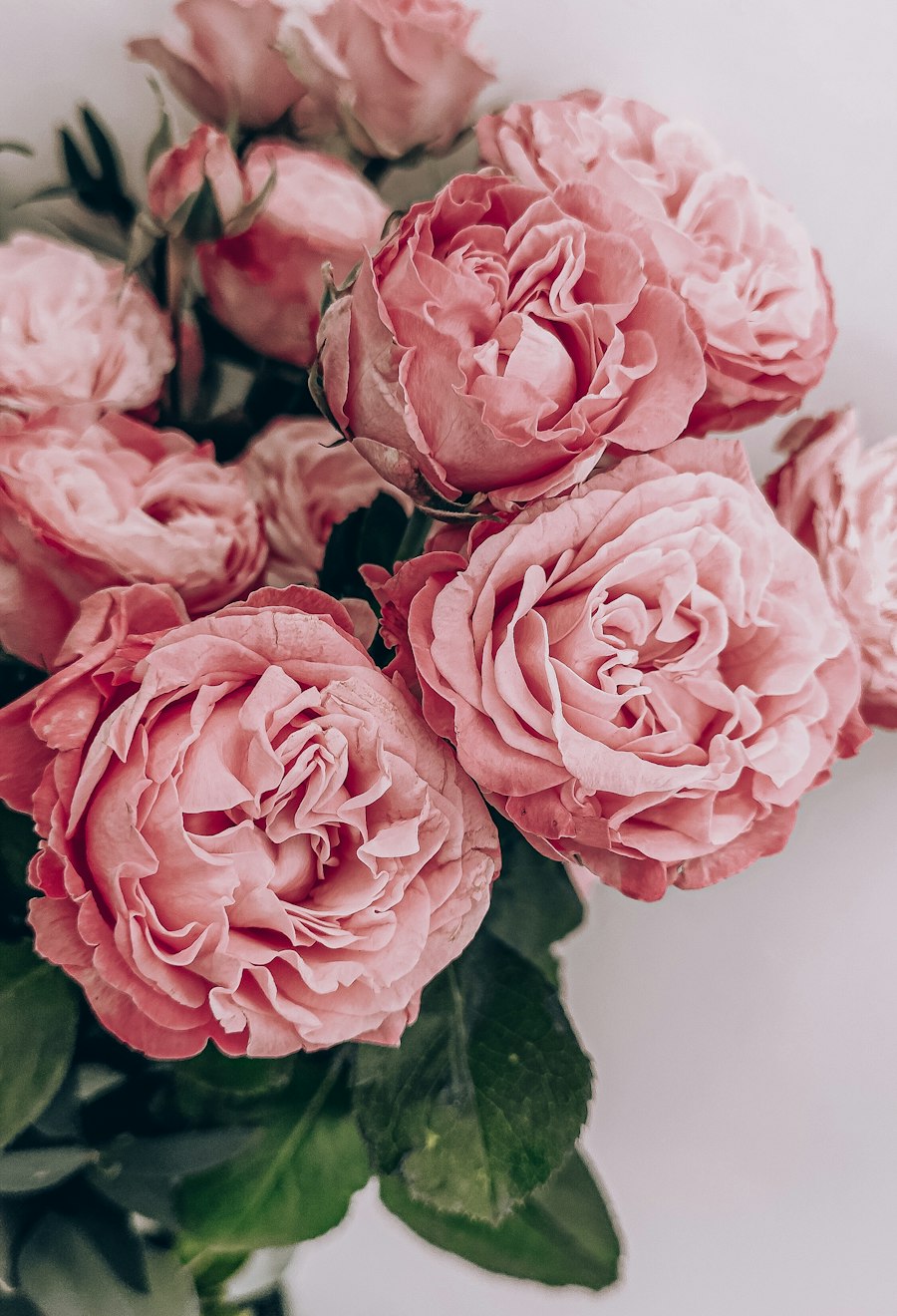 Soft pink garden peonies